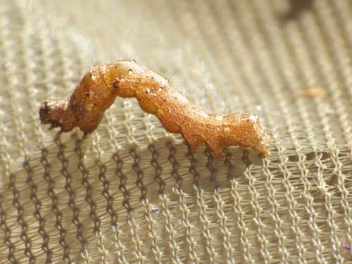 Réf. 287 855 : Acontia lucida